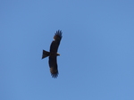 FZ016582 Red Kite (Milvus milvus).jpg